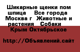 Шикарные щенки пом шпица  - Все города, Москва г. Животные и растения » Собаки   . Крым,Октябрьское